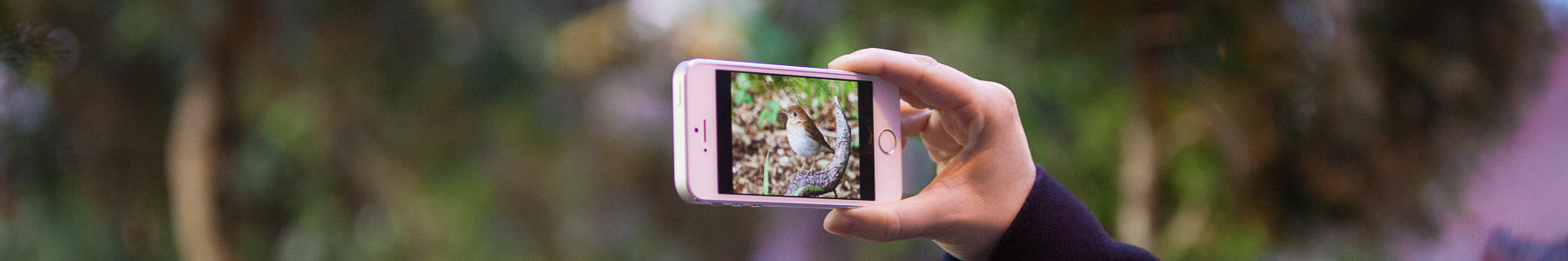 What is Veery ? image
